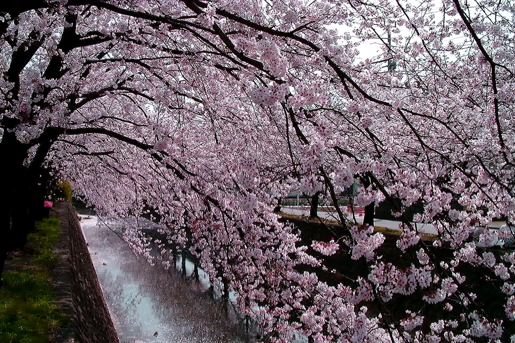 桜瀧