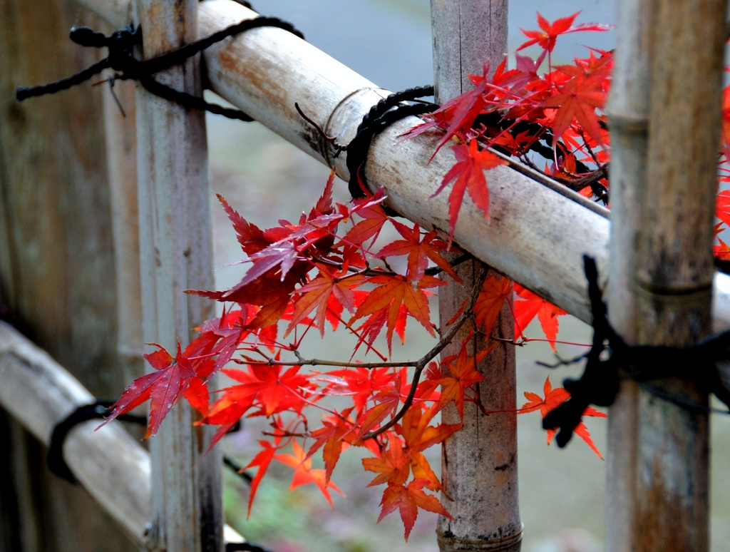 紅く