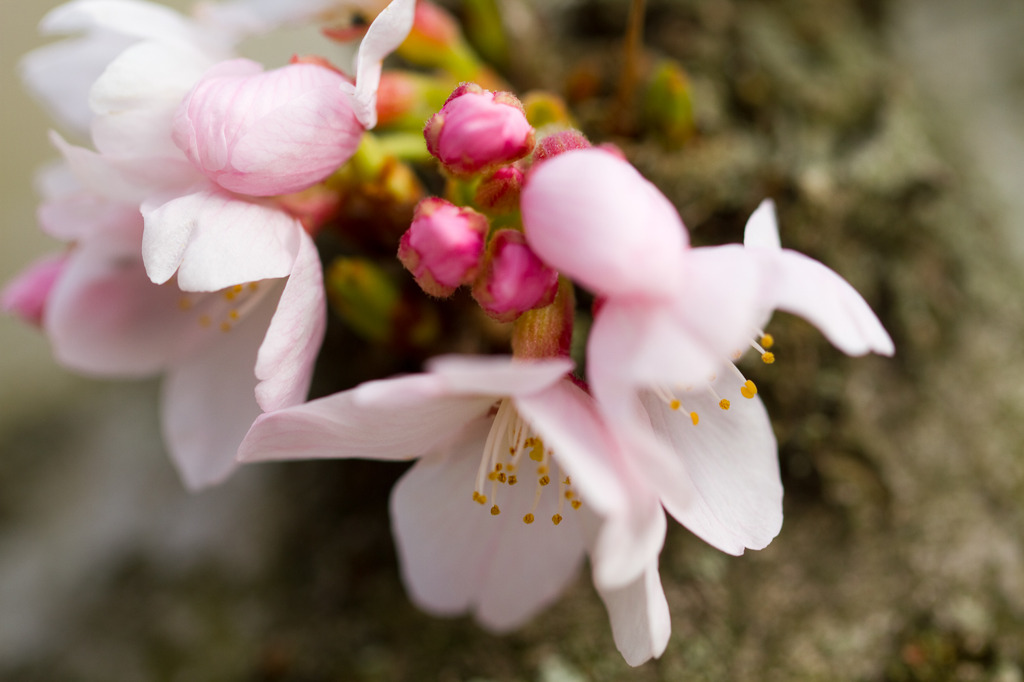 桜24