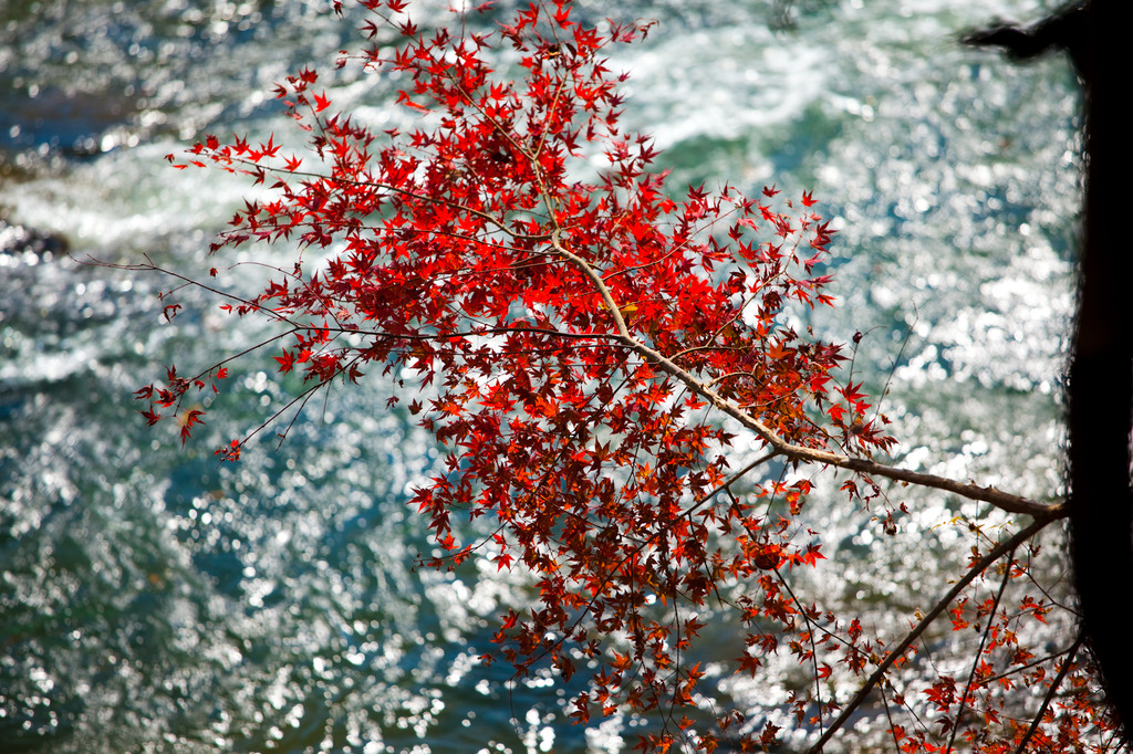 水辺