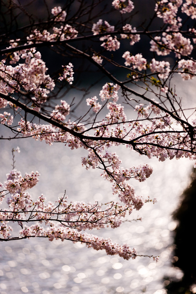 水辺の桜