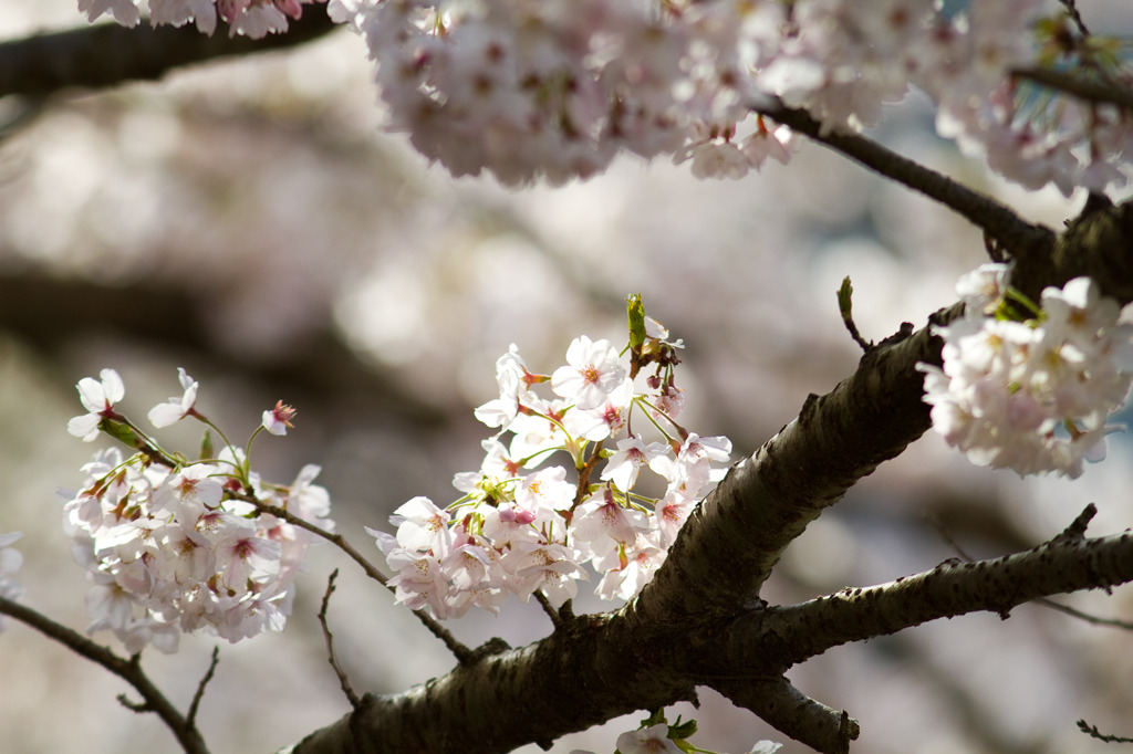 桜26