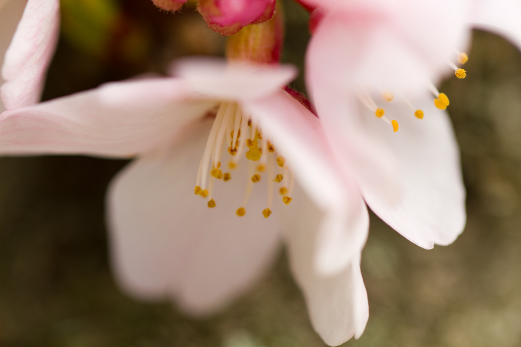 桜23