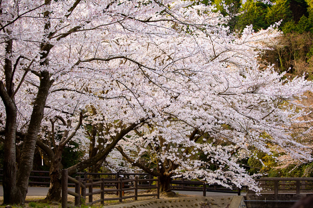 桜5