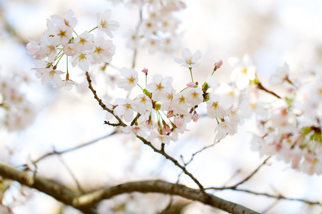 桜25