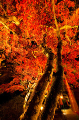 秋の夜の淡路島　その３