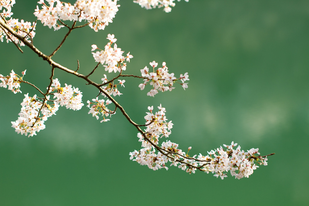 桜20