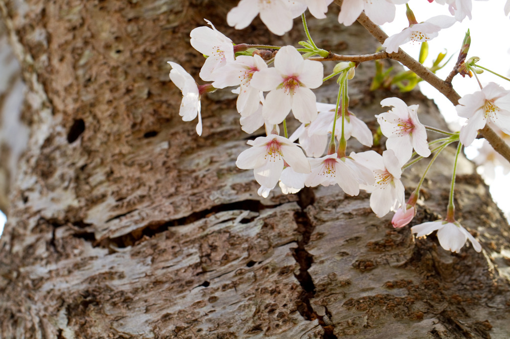 桜21