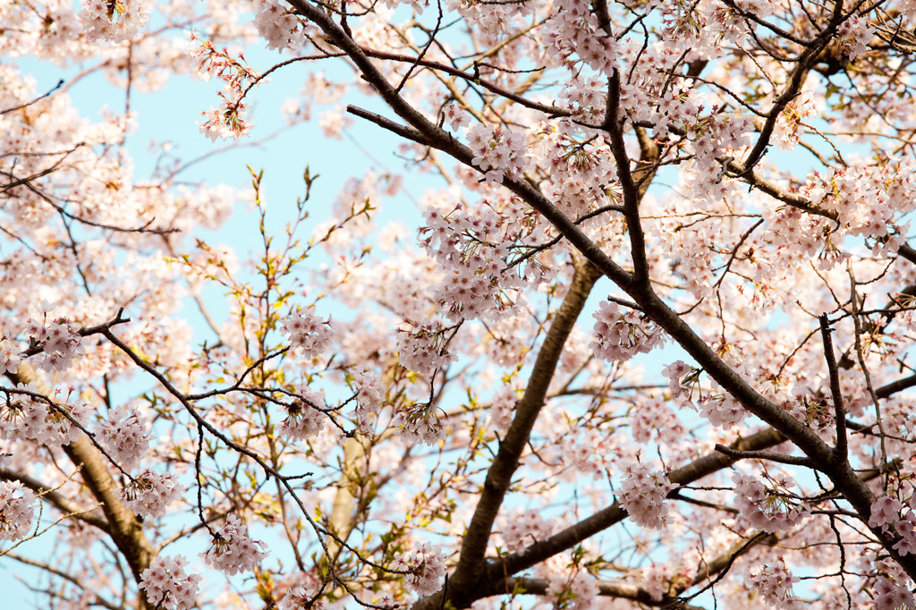 桜8
