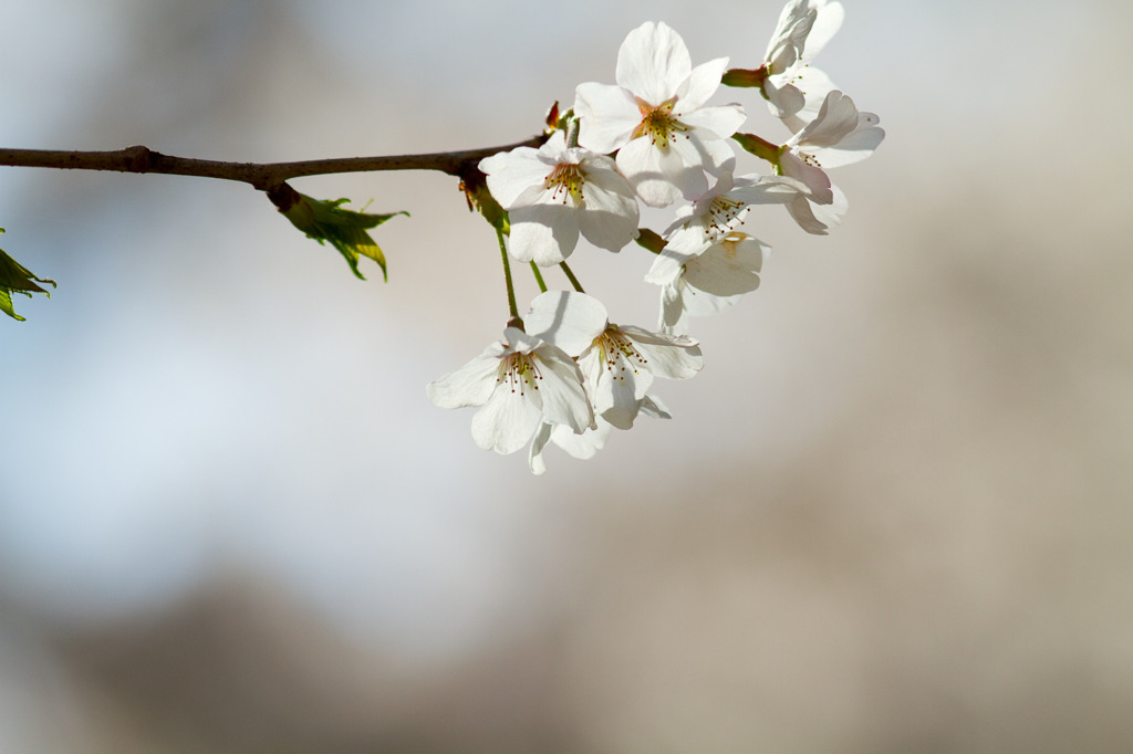 桜28