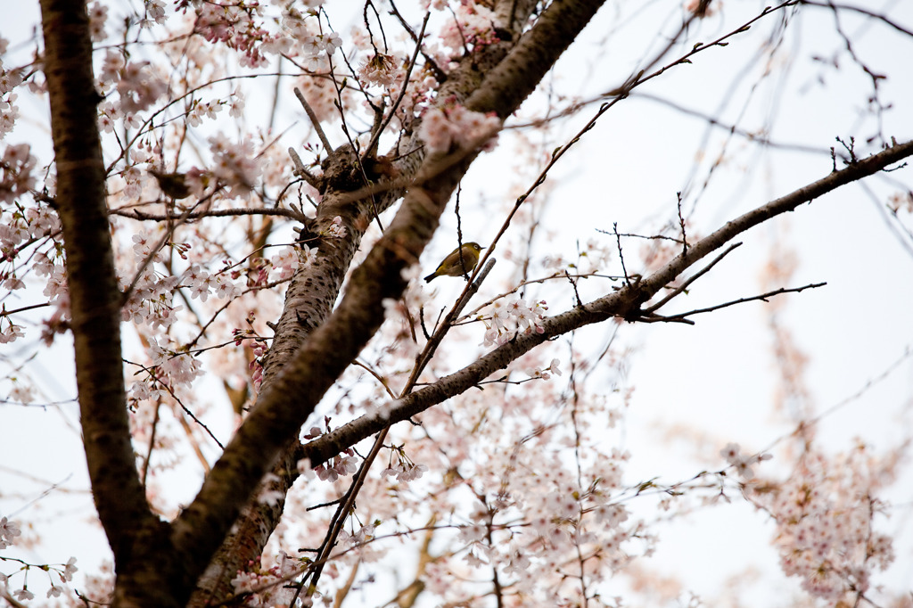桜と鳥