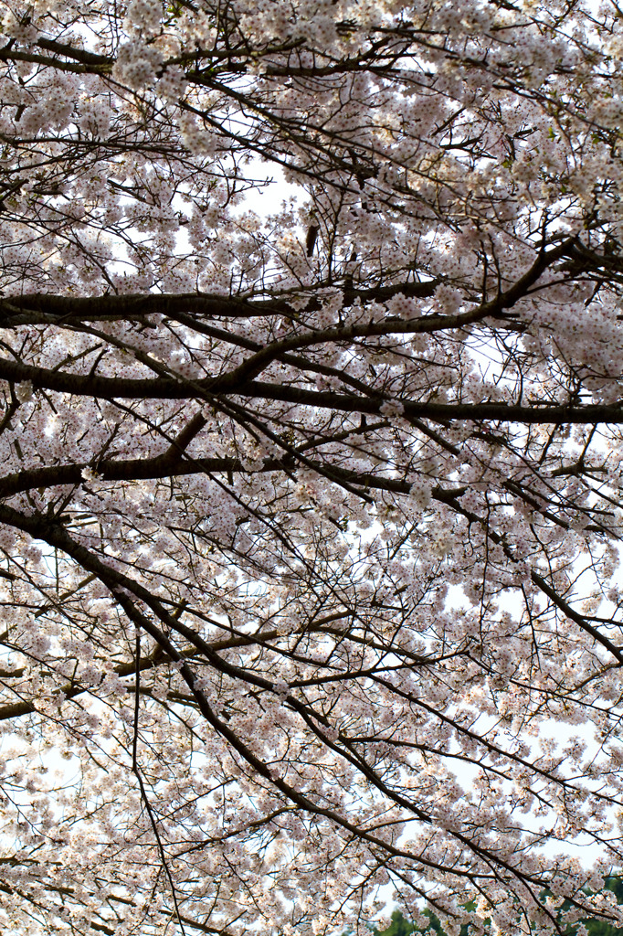 桜22