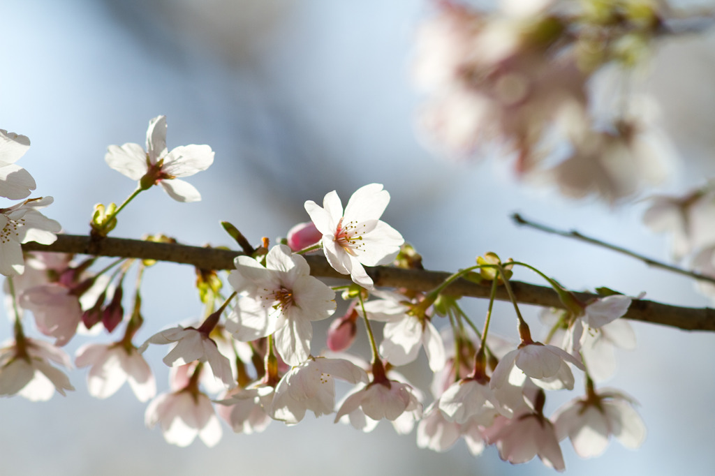 桜27