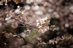 2010年　初桜