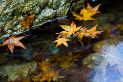 秋色の水