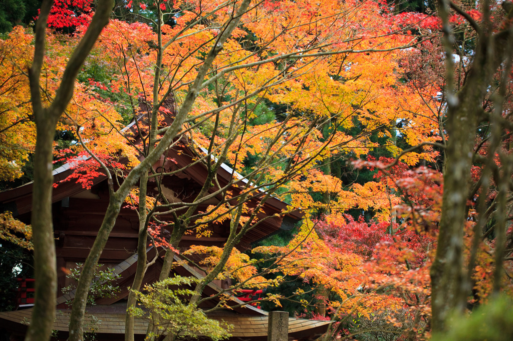 秋の寺