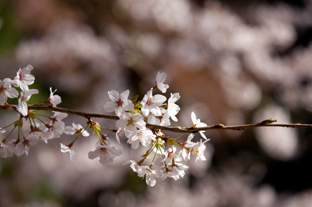 桜19
