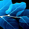 電脳-leaf。
