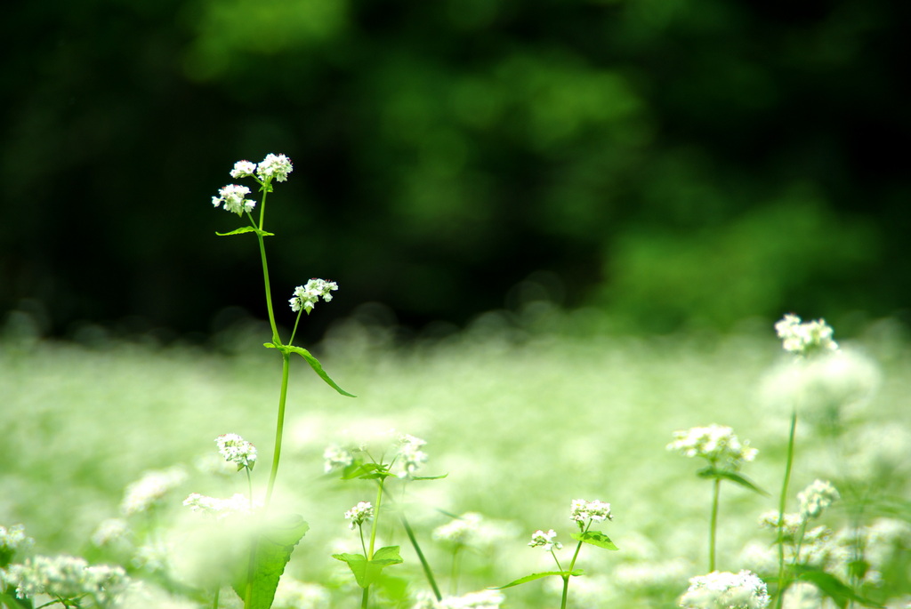 白花の詩。