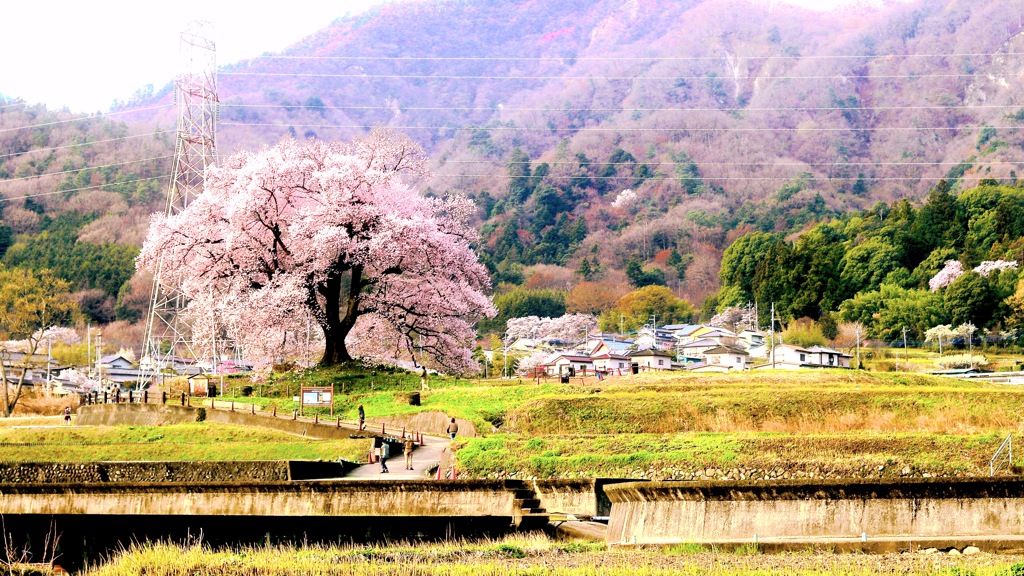 鰐塚ノ櫻