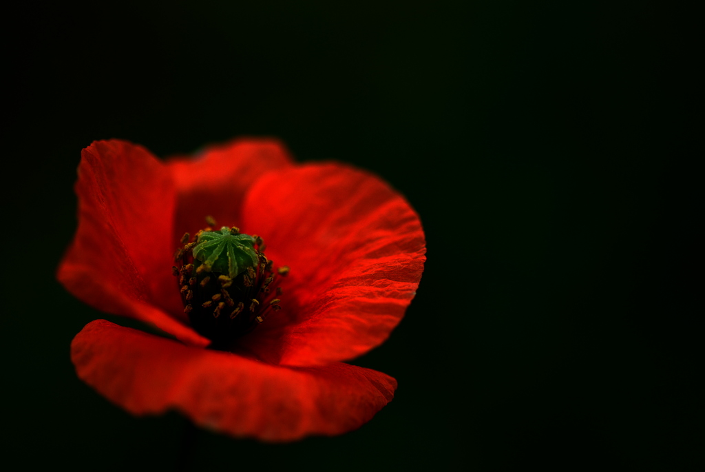 紅。
