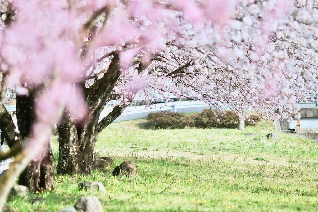 Spring song without anything