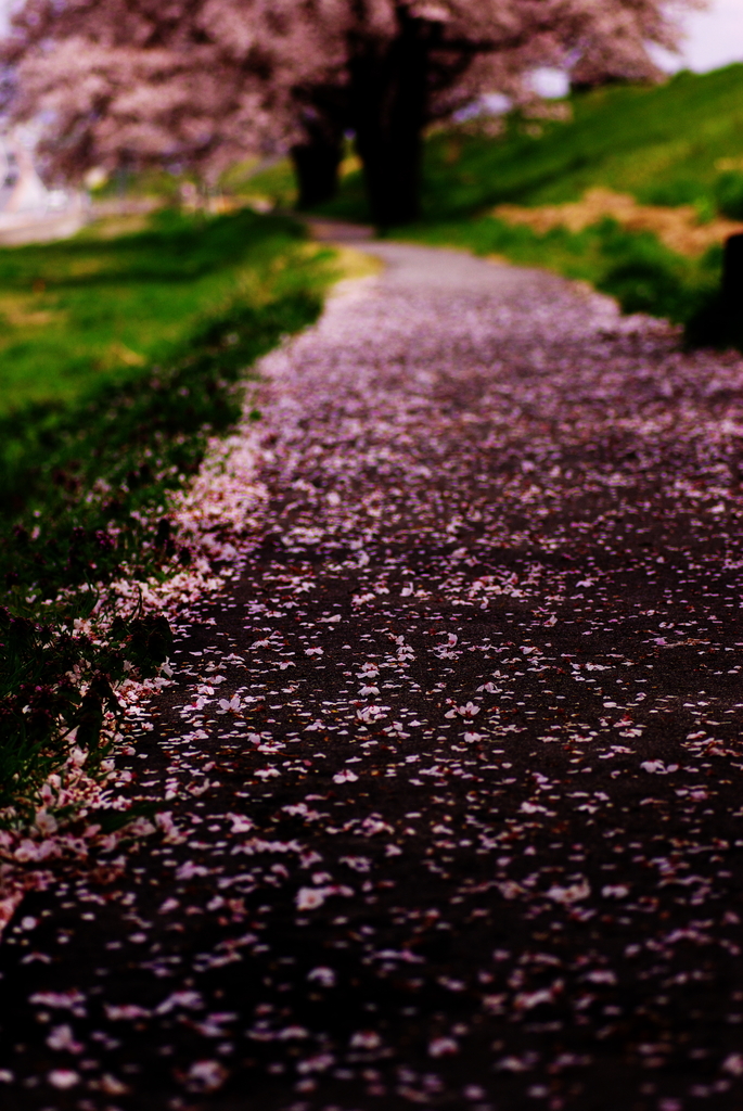 sakura-road。