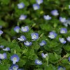 可憐なblue。