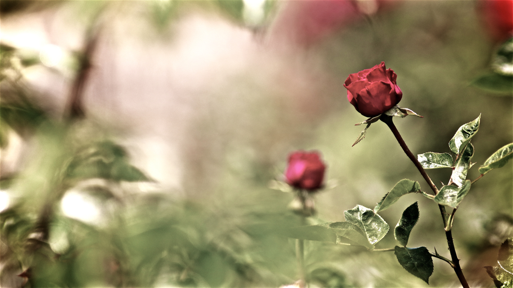 Rose flower language