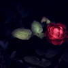beginning