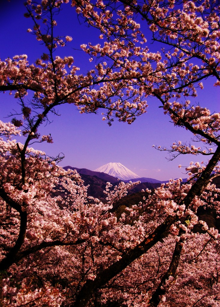 桜・JAPANⅡ。