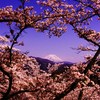 桜・JAPANⅡ。