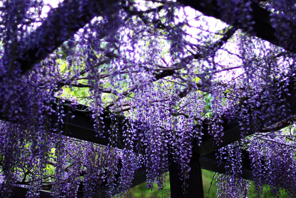 晴天の雨。