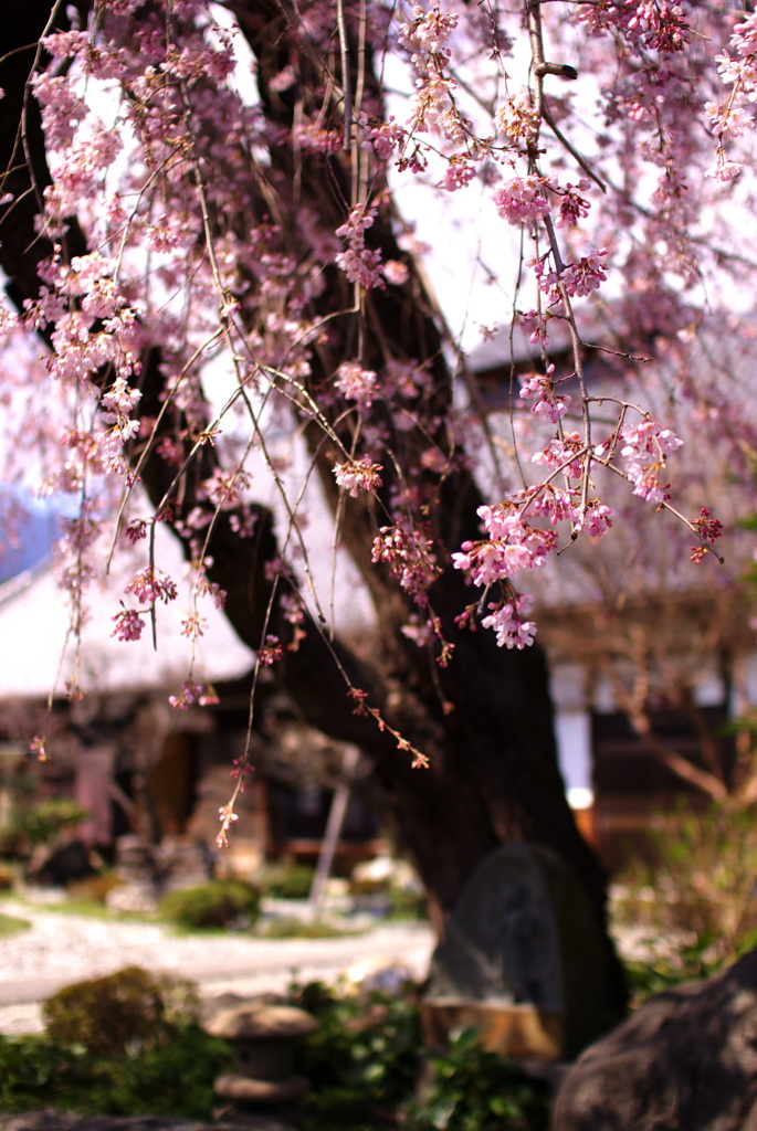 和・美・桜（part３）