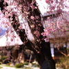 和・美・桜（part３）