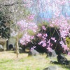 サクラサク