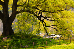 鰐塚葉桜