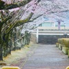 桜並木