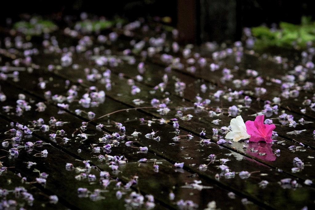 Rainy Day