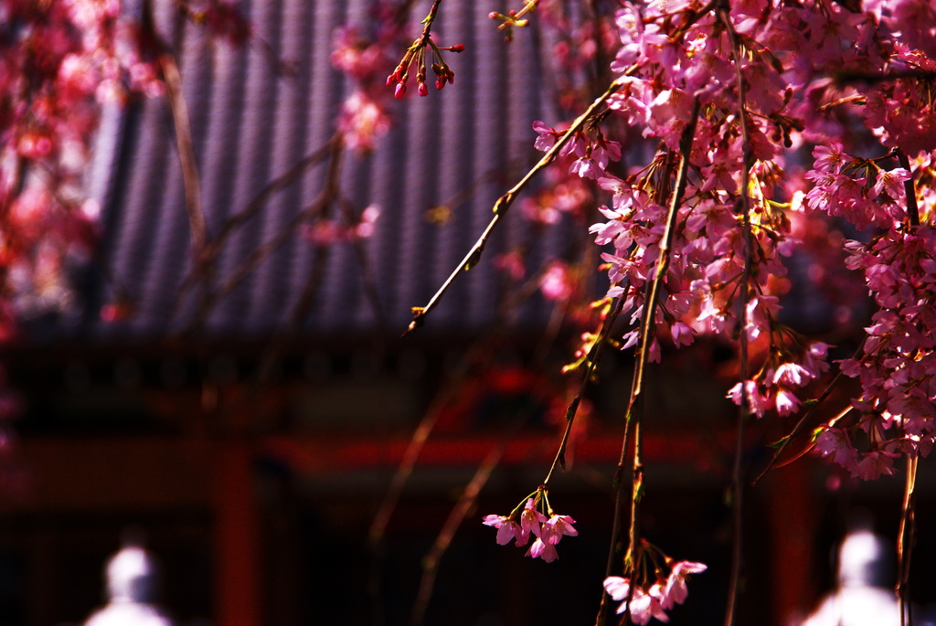 桜景色。