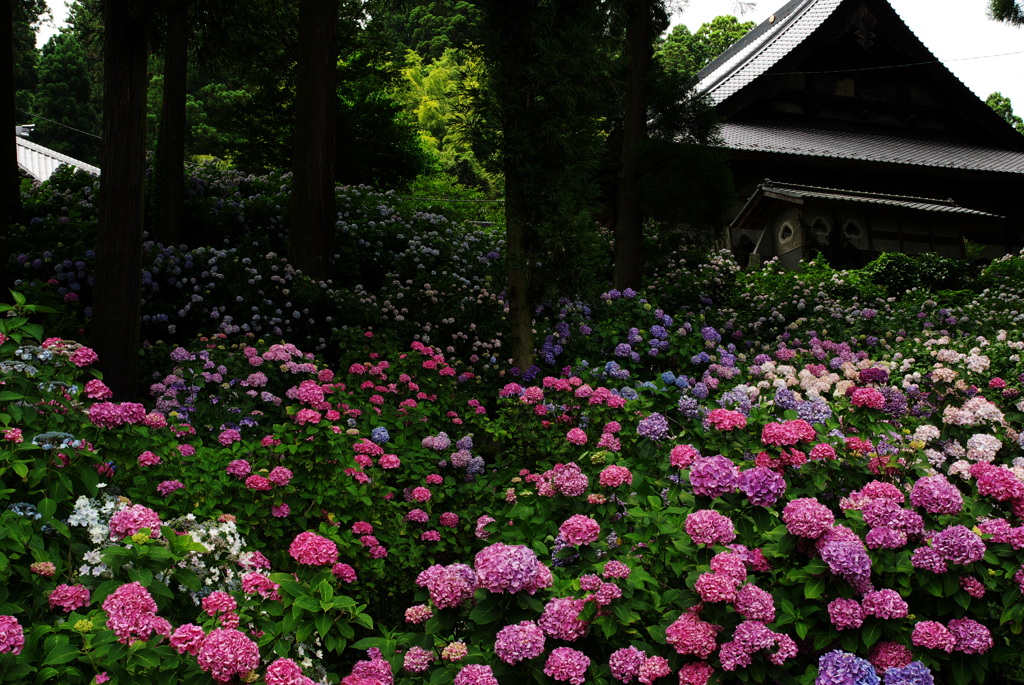 紫陽花