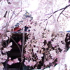 桜吹雪。。