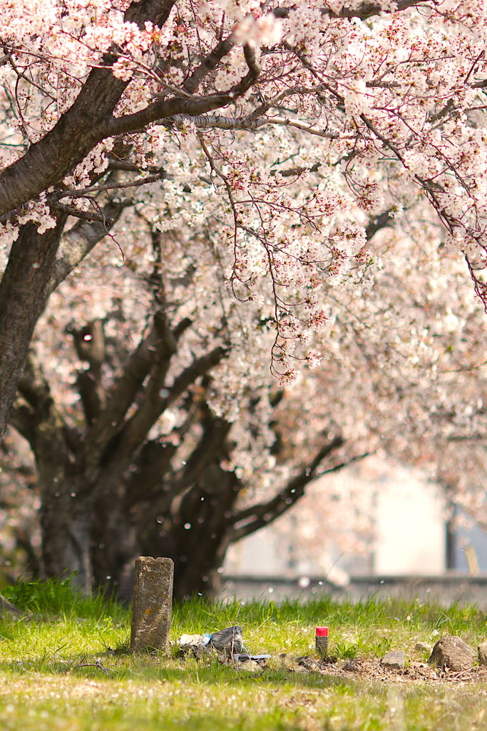 sakura..