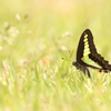 wing.
