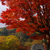 静寂の紅葉。