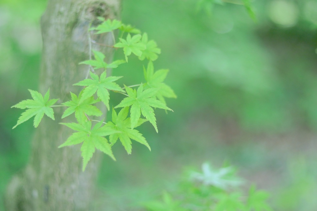 Wakaba