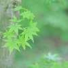 Wakaba