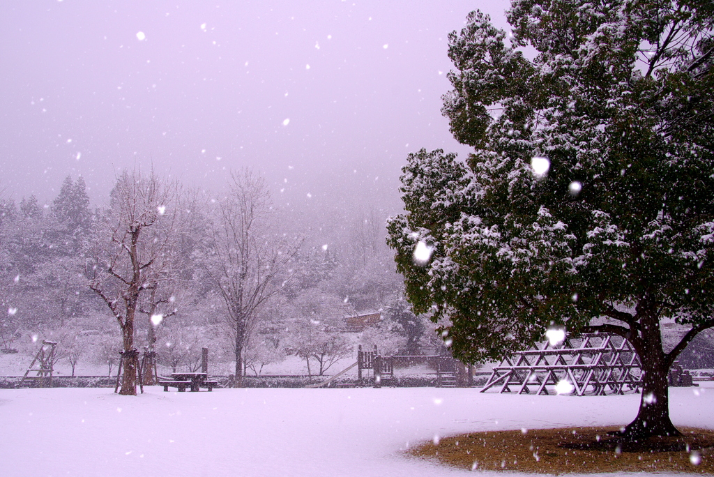 雪の光。