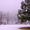 雪の光。