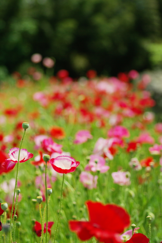 ポピーの花畑。